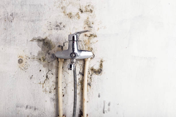 Best Insurance-Related Mold Remediation in Wliamsvle, IL
