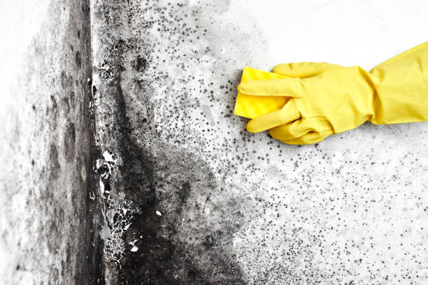 Best Industrial Mold Remediation in Wliamsvle, IL