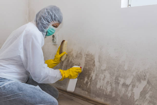 Williamsville, IL Mold Remediation Company