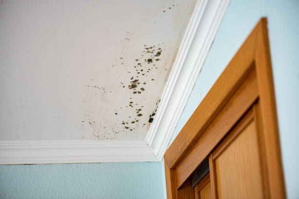 Best Mold Testing and Inspection Services in Wliamsvle, IL