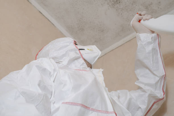Best Basement Mold Remediation in Wliamsvle, IL