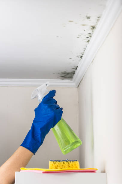 Best HVAC Mold Remediation in Wliamsvle, IL
